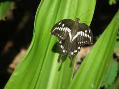 Papilio constantinus