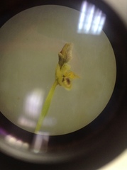 Scaphyglottis sessilis