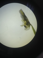 Scaphyglottis sessilis