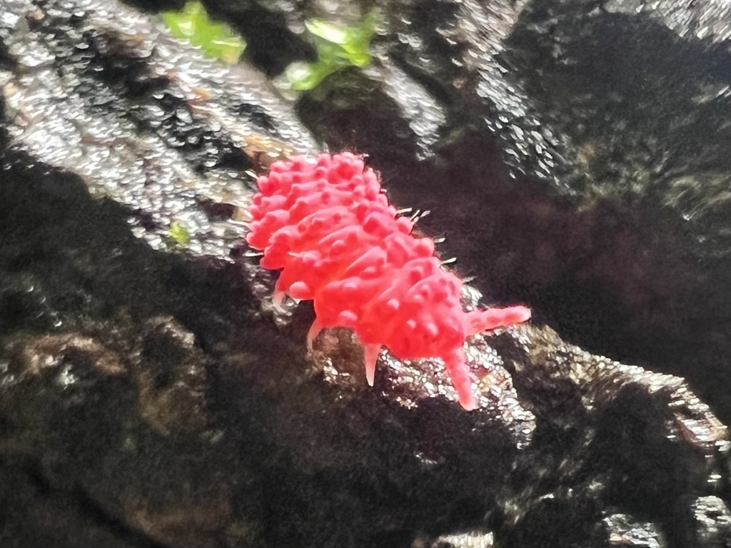 Short-legged Springtails from Kutini-Payamu (Iron Range) National Park ...