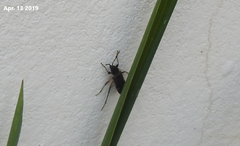 Panaorus csikii