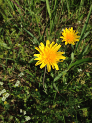 Krigia dandelion
