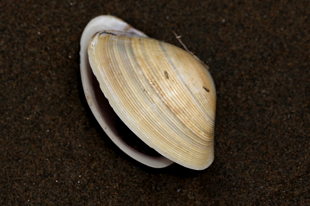 Reddish Trough Shell from Sandgate, Brisbane QLD, Australia on January ...
