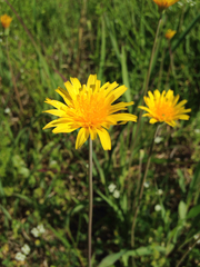 Krigia dandelion