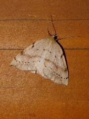 Thallophaga hyperborea