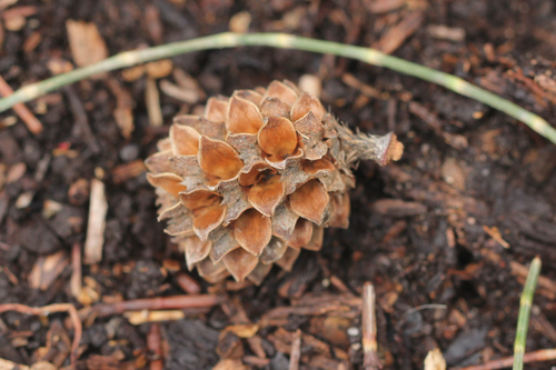Casuarina equisetifolia