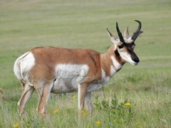 Pronghorn photo 3
