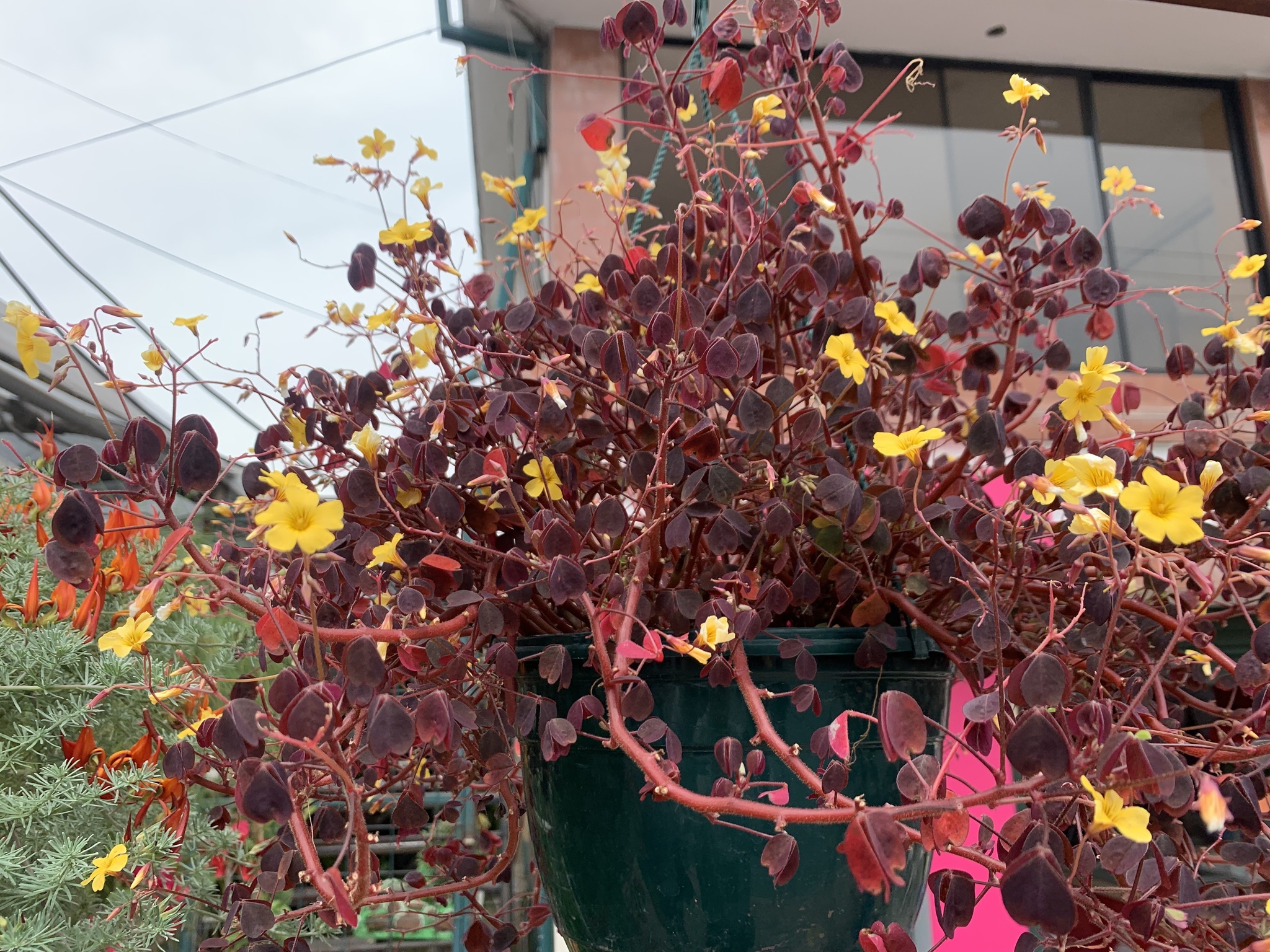 Imagem de Trevo-amarelo