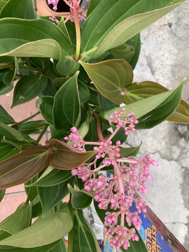 Foto de Orquídea-rosa