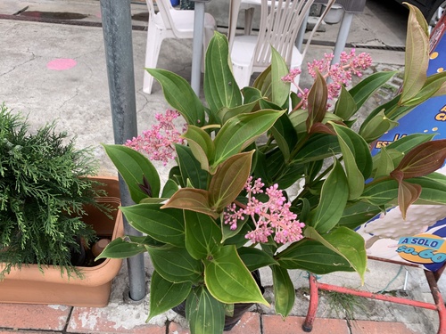 Orquídea-rosa