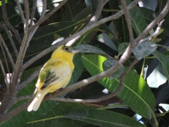 Serinus canaria domesticus