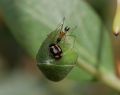 Hyperaspis vinciguerrae