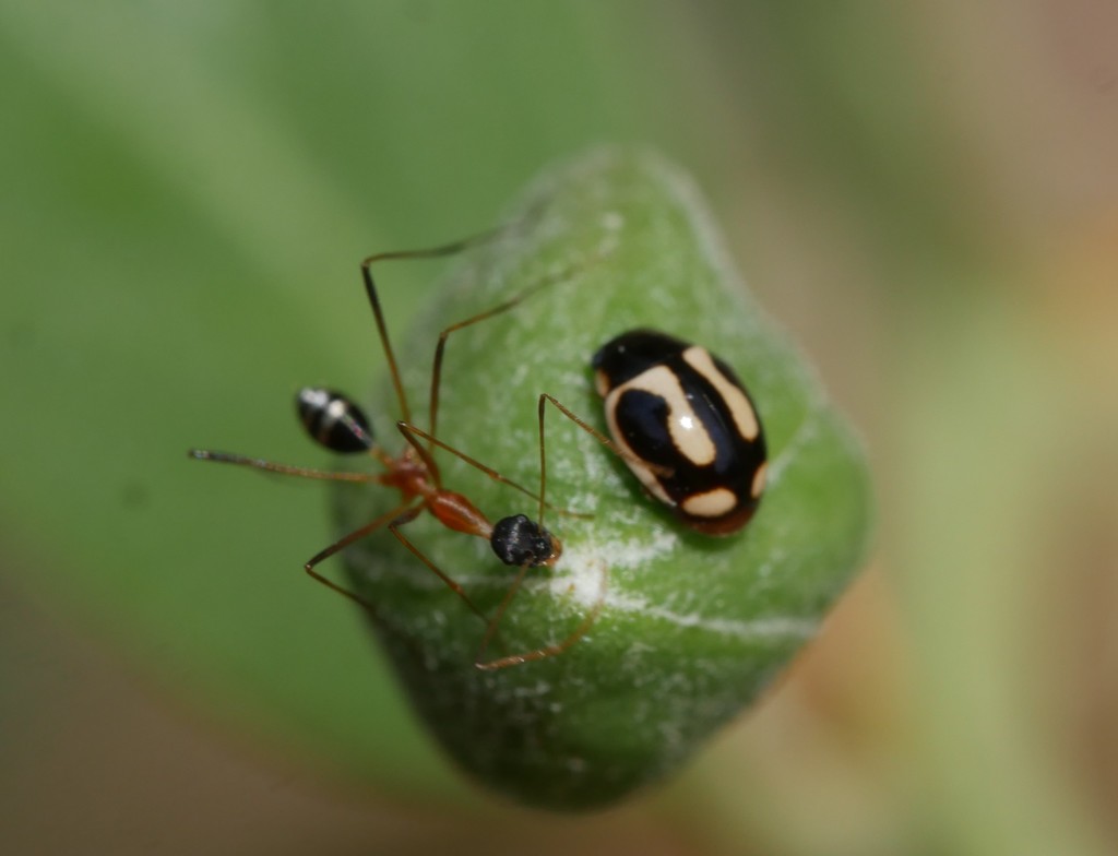 Lepisiota elegantissima