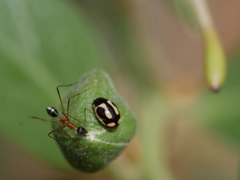 Lepisiota elegantissima