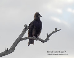 Hamirostra melanosternon