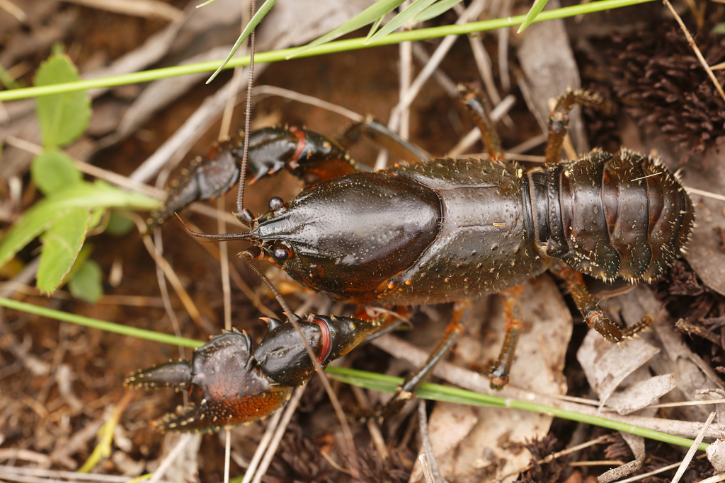 Euastacus simplex