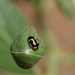 Pitchfork Lady Beetle - Photo (c) John Pereira, some rights reserved (CC BY-NC), uploaded by John Pereira
