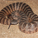 Crotalus tigris - Photo (c) diomedea_exulans_li, μερικά δικαιώματα διατηρούνται (CC BY-NC)