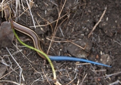 Plestiodon skiltonianus skiltonianus