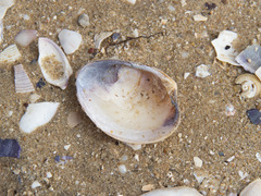 Katelysia rhytiphora