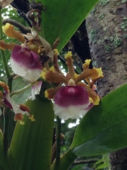 Oncidium fuscatum