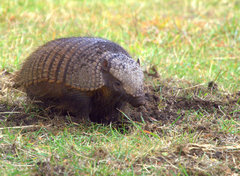 Chaetophractus villosus