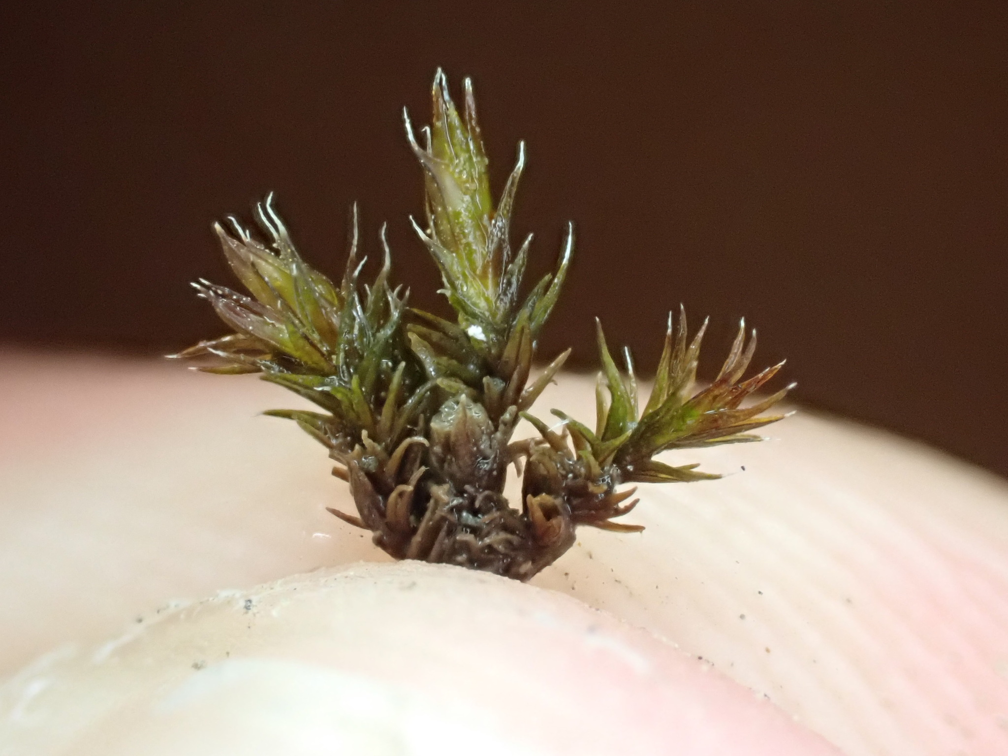 Schistidium heterophyllum