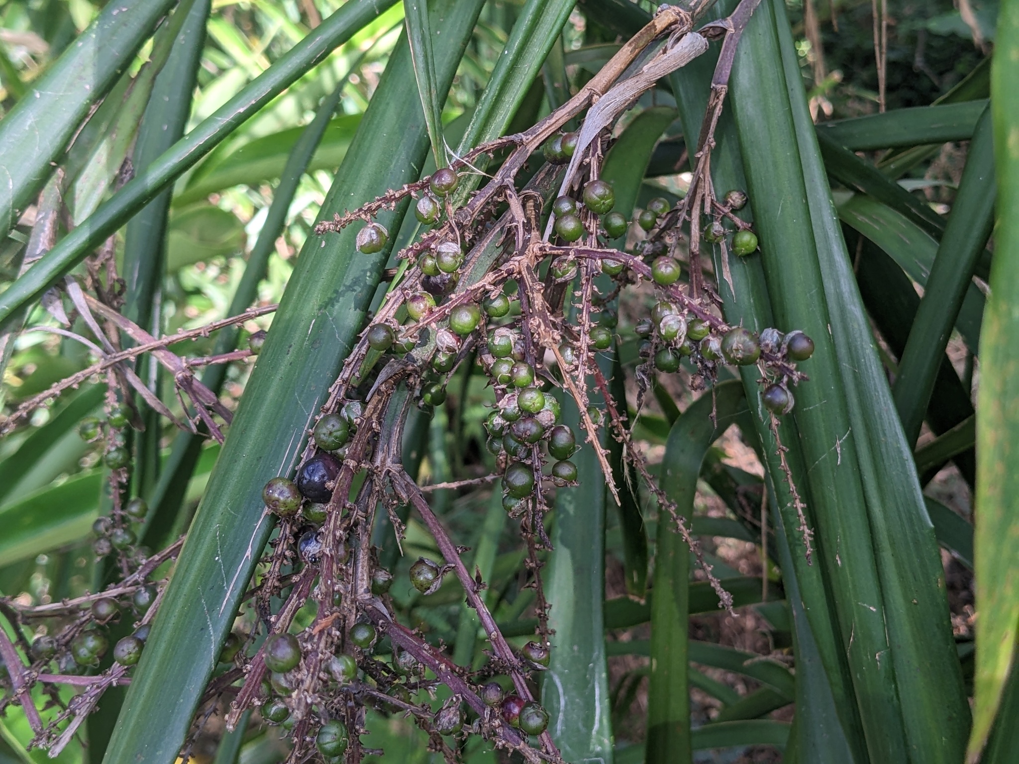 Imagem de Dracena-preta