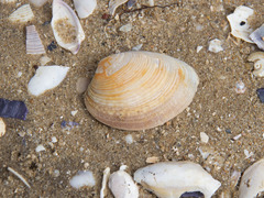 Katelysia rhytiphora