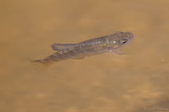 Cyprinodon macularius