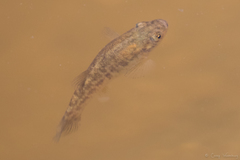 Cyprinodon macularius