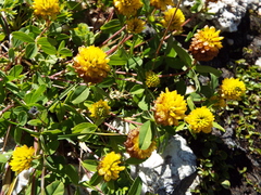 Trifolium badium