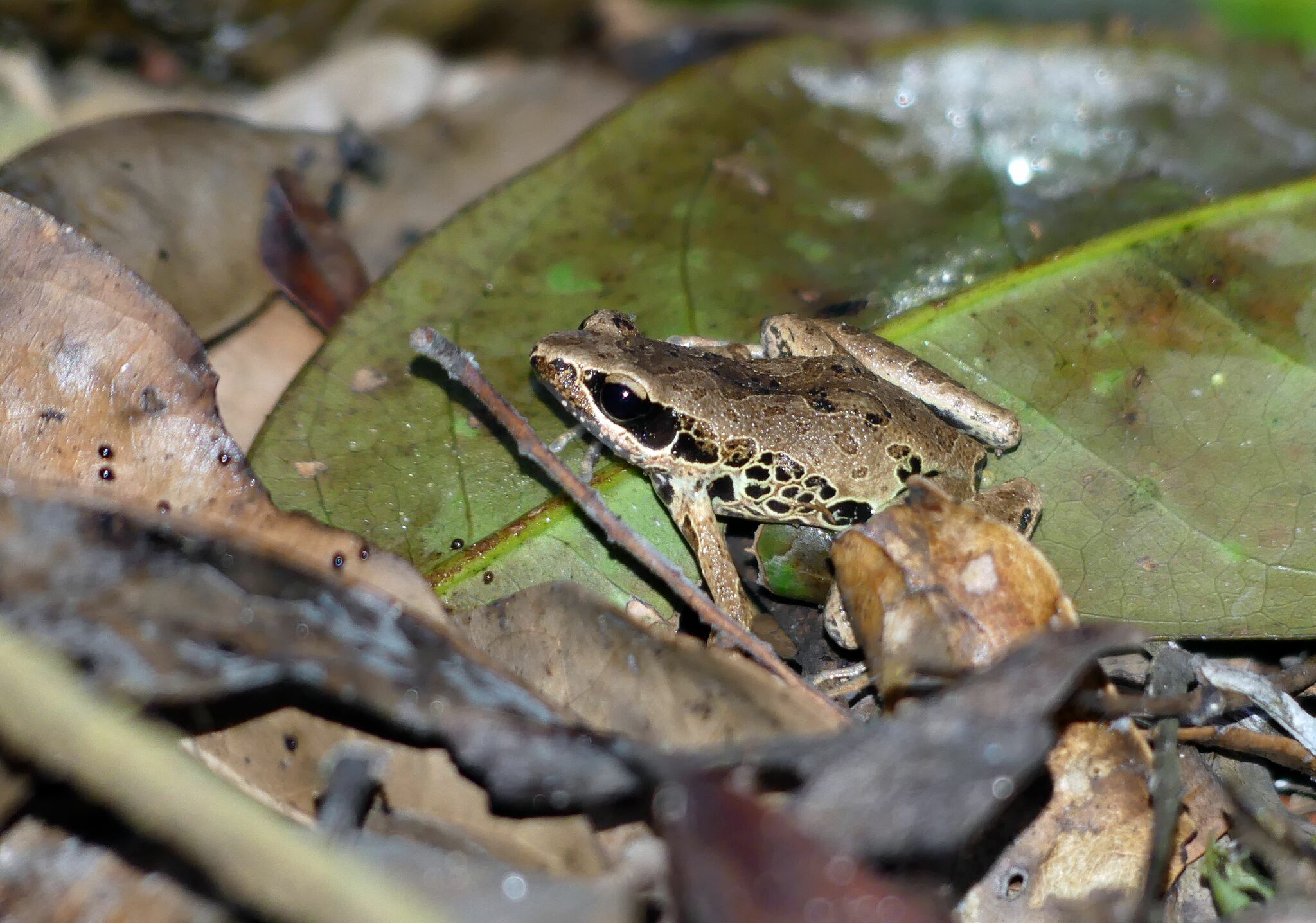 Cardioglossa leucomystax (Boulenger, 1903)