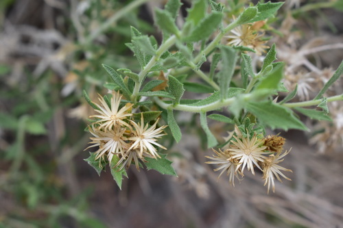 brickellbush goldenweed (Hazardia brickellioides)