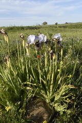 Iris hermona