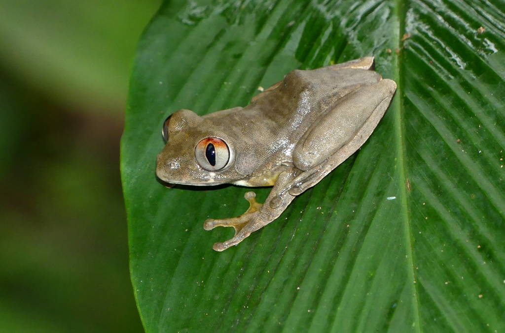 Niger Forest Tree Frog