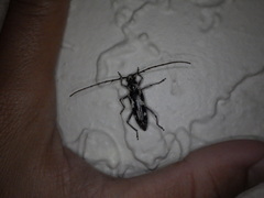 Elaphidion irroratum