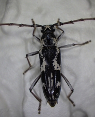 Elaphidion irroratum