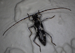 Elaphidion irroratum