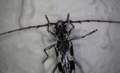 Elaphidion irroratum