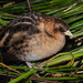 Yellow Rail - Photo (c) diomedea_exulans_li, some rights reserved (CC BY-NC)