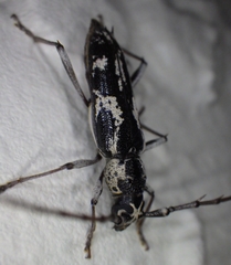 Elaphidion irroratum