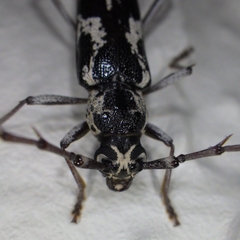 Elaphidion irroratum