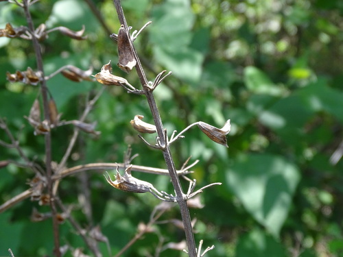 Image of Salvia mexicana by (c) Alexis López Hernández, some rights reserved (CC BY)