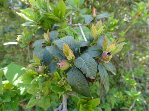 Crataegus mexicana