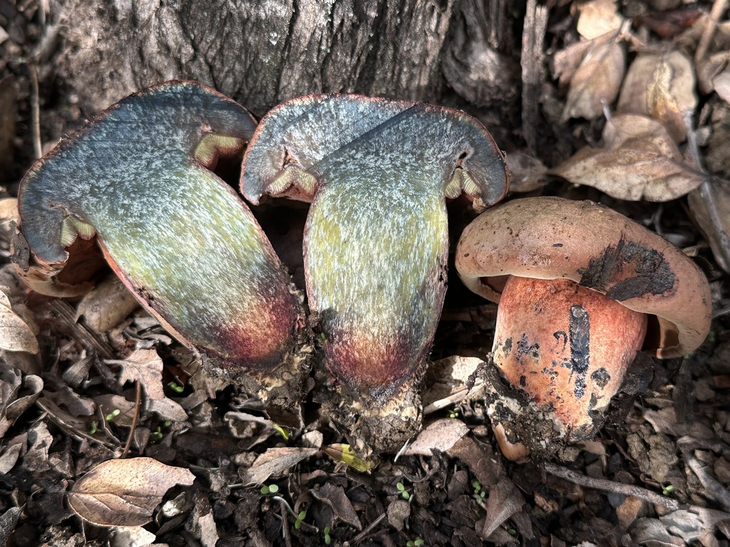Liver Bolete