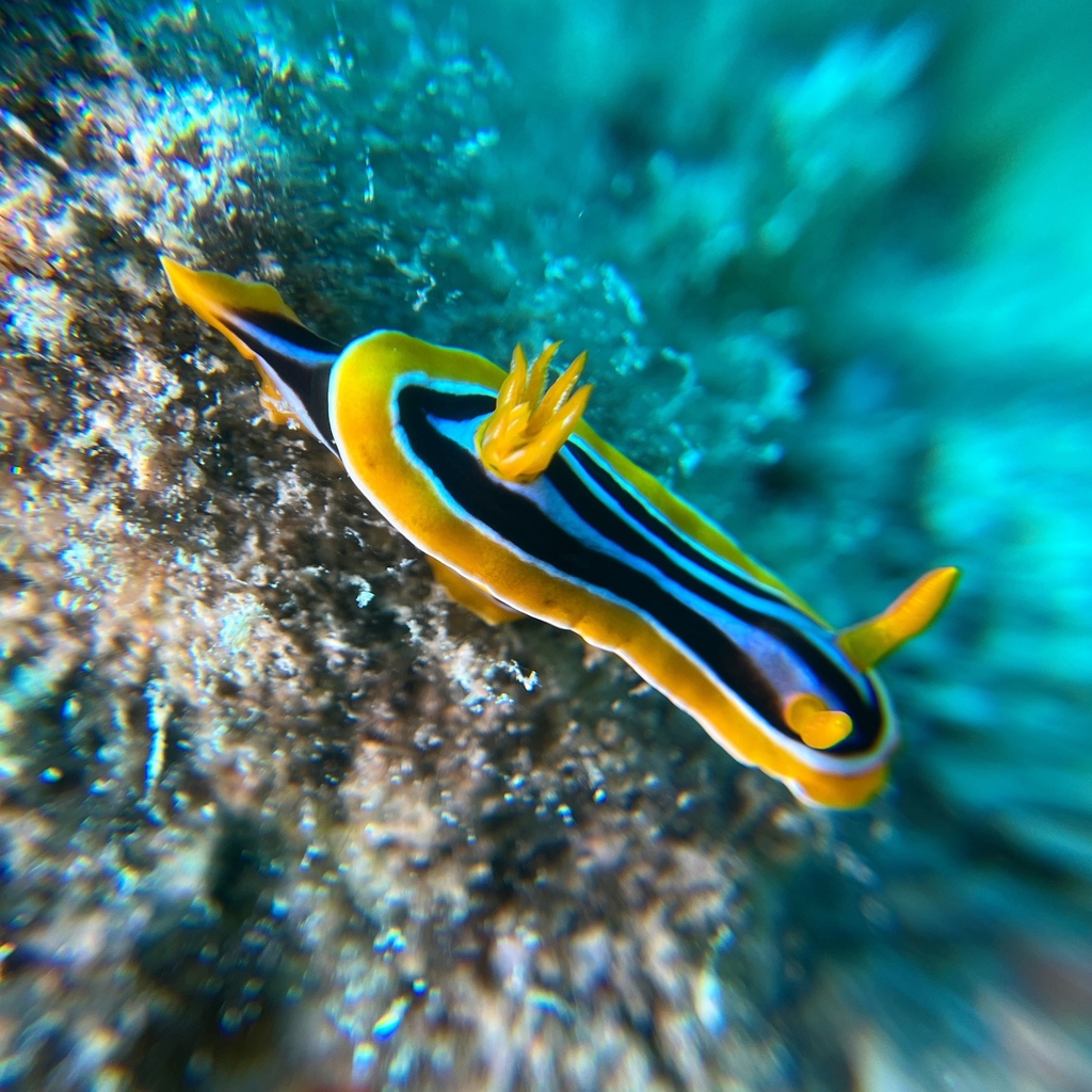 Striped pyjama nudibranch