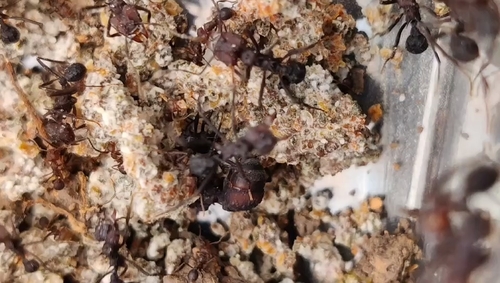 attribution