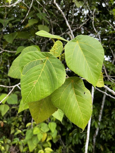 Macaranga carolinensis observed 2024-01-19