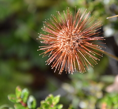 Acaena ovalifolia